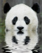 -Mrpanda-