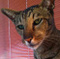 chat_zehef