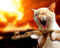 CHATON__BARBARE