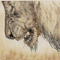 CHATON_BARBARE3