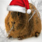 Cochondinde1