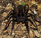 Ctenidae