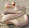 DiamondSnake