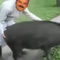 EnculeSanglier