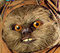 EWOK-LE-RETOUR