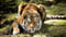 Flo_le_filou