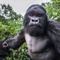 GorilleNerveux
