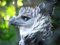 Illegal_Eagle