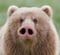 kumapig