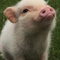 LeCochonHamdou3