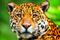 LeJaguar33