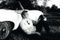 Lesqueniste_21