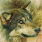 Loup_affectif
