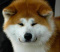 love_zaito_sama