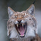 LynxdeCombat