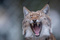 LynxNouveau