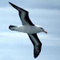 MaReDioAlbatros