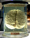mind_craft