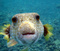 Mr_-Fishh