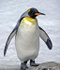 MrLePingouin