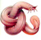 Mynxinidae