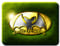 Nosferaptishiny