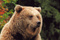 Ours-Associable