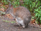 Pademelon