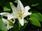 Panache_Blanc