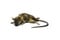 Rat__Mort