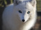 Renard__blanc