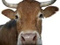 Sperme2Vache