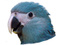 SpixMacaw1