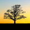 Sylviculture