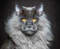 tym-thecat