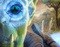 Vedrax