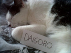 Profil de Daigoro