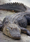 alligators427