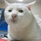 AnAutisticCat