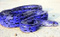 BlueSerpent