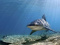 BullShark