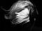 basile_itachi