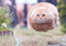 chaoticbison