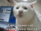 Chat_Serieux