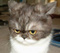 Coco_l_asticot