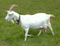 Corne_de_chevre