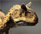 carnotaurus