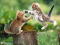 chat-chufi
