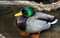Canard