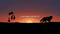 Dawn_Wolf